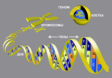 mage of genetic chromosomes